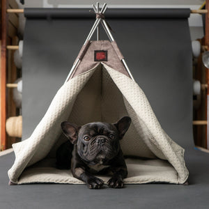 5 French bulldogs facts