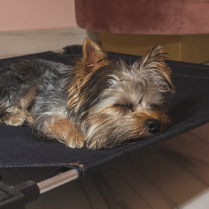 Benefits of quality sleep for pets Part 1