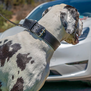 Luxury Leather Dog Collar 