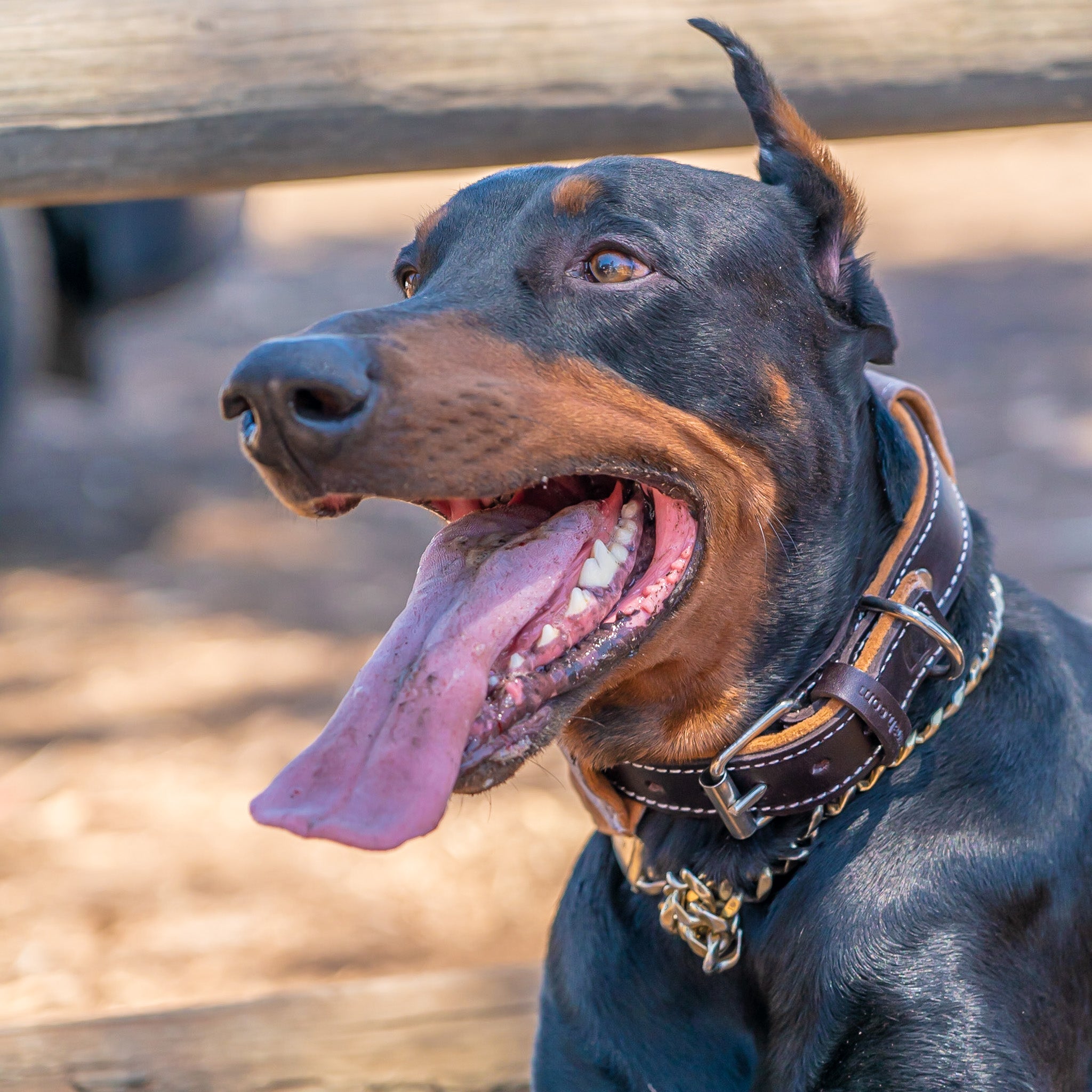 The Best Luxury Dog Collar Selection Money Can Buy