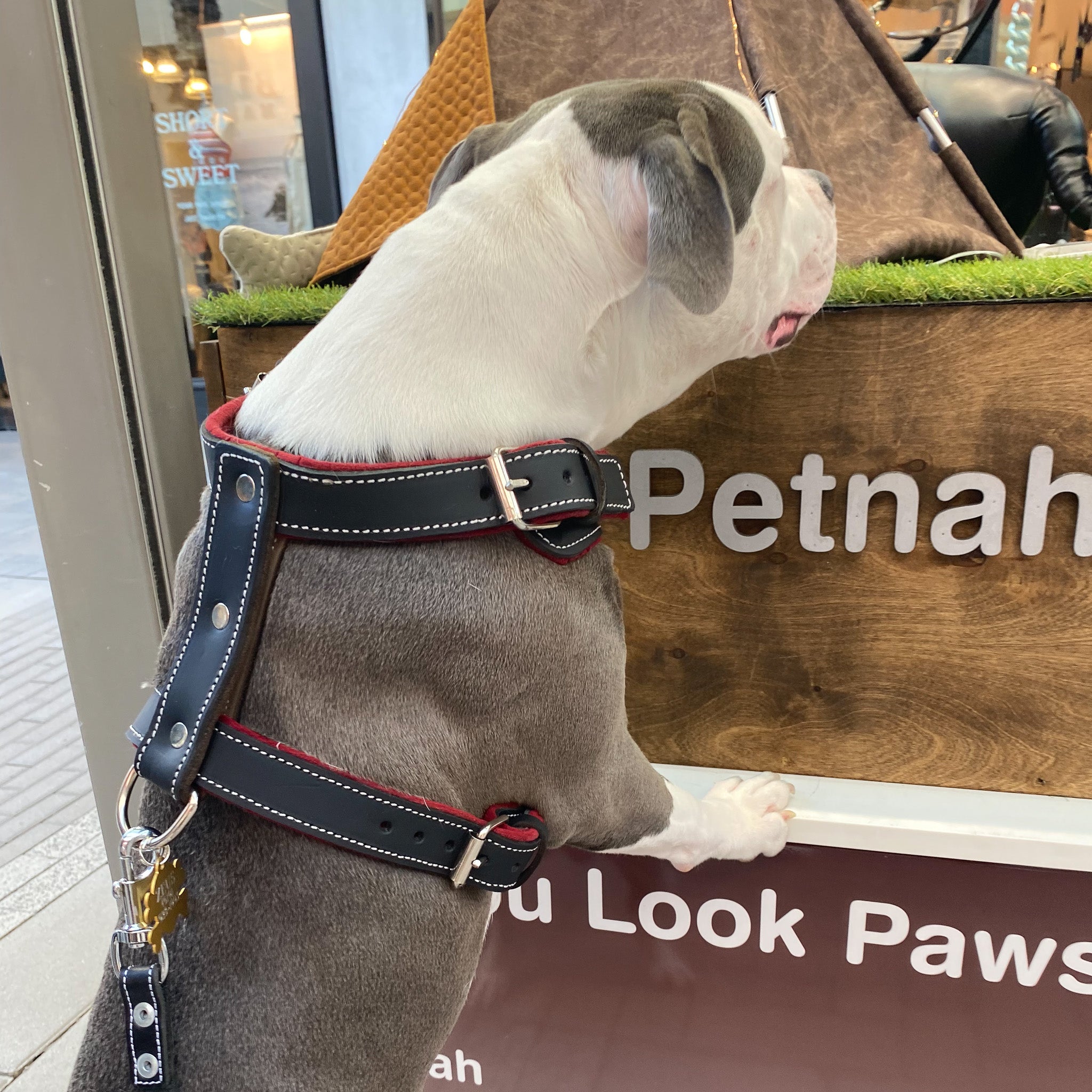 10 Reasons Why a Leather Dog Harness is the Perfect Choice for Your Pup