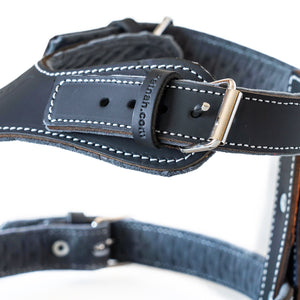 Lux Leather Harness - Shop the Best Dog Harness