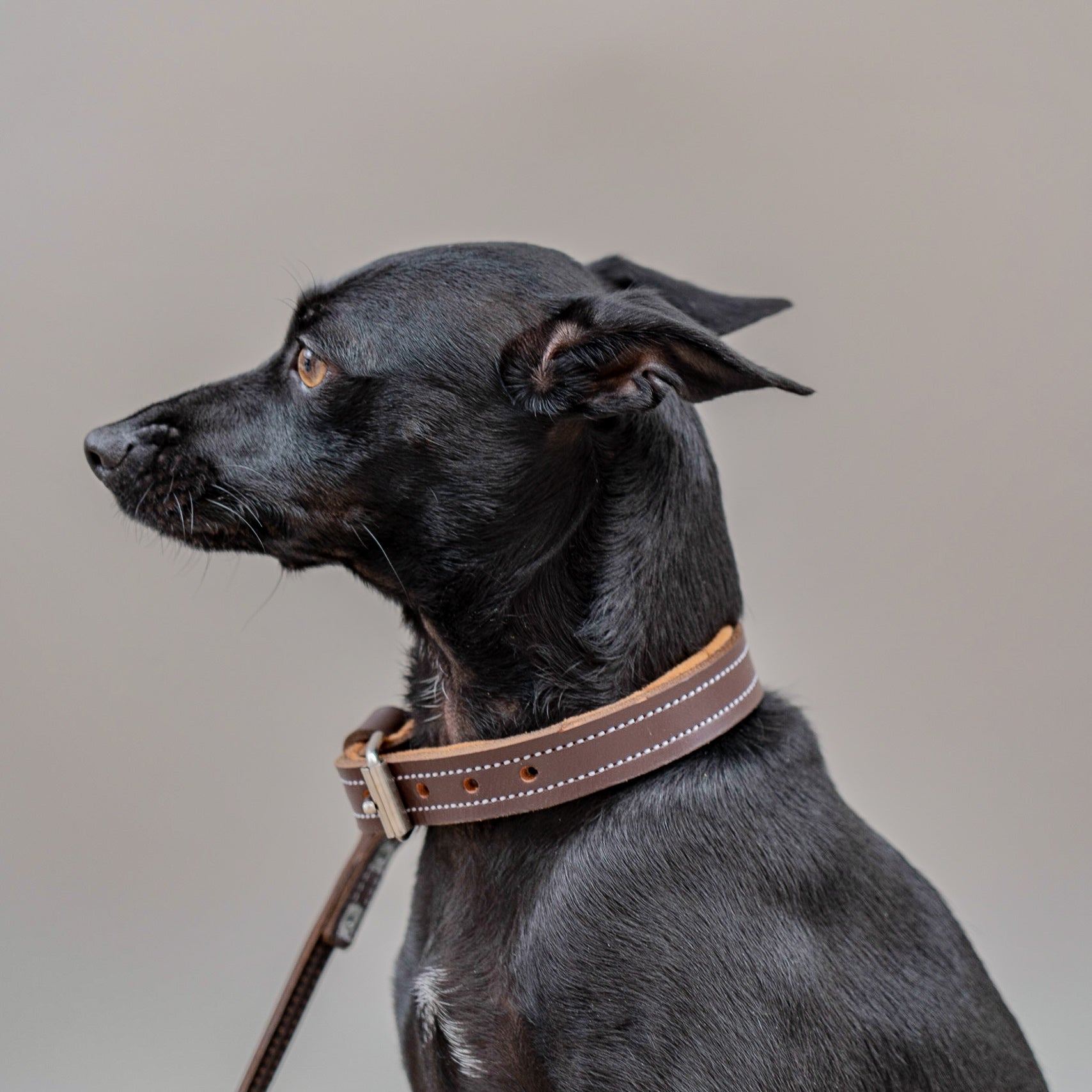 Lux Leather Collar - Shop Leather Collar For Dogs